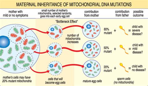 causes inheritance mitochondrial myopathies mm diseases