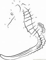 Seahorse Belly Dots Connect Worksheet Big Dot sketch template