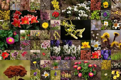 Voici Une Liste De 42 Fleurs Comestibles à Déguster Dans Vos Plats