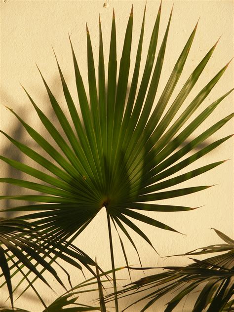 palm leaf discussing palm trees worldwide palmtalk