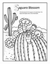 Saguaro Cactus Vectors sketch template