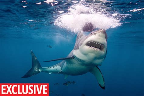 what to do in a shark attack wildlife expert reveals top tip daily star