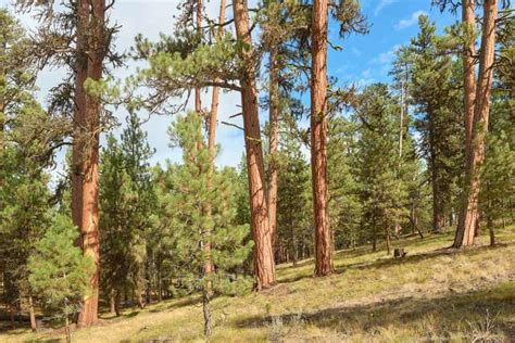 types  pine trees  arizona  pictures