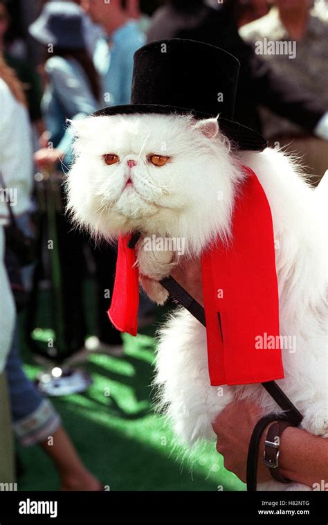 mrtinkles cats dogs film premiere hollywood los angeles usa