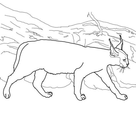 caracal cat coloring page caracal coloring pages