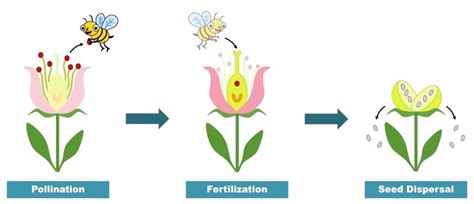 plant reproduction bioninja