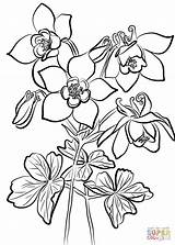 Coloring Columbine Pages Fan Printable Drawing Paper Categories sketch template