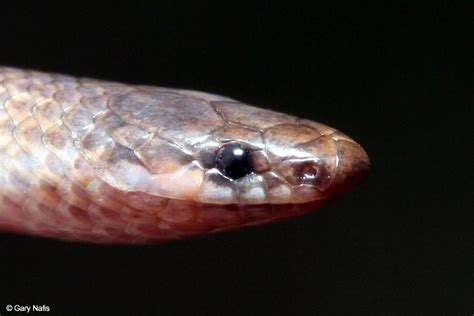 flat headed snake tantilla gracilis