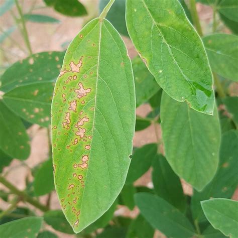 cercospora leaf spot pestoscope