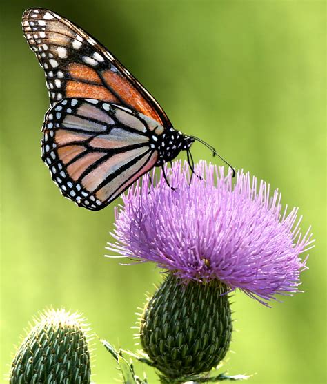 monarch migration plunges  lowest level  decades nytimescom