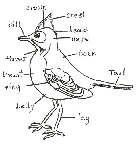 bird diagram birding  beginners jakes nature blog bird facts bird nature kids