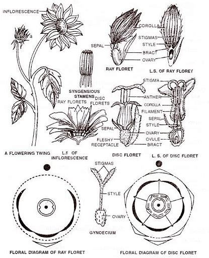 sunflower botanical  classification species