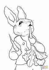 Rabbit Peter Coloring Pages Bunny Print Colouring Printable sketch template
