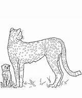 Coloring Kids Cheetah Pages Drawing Animal Family Getcolorings Families Getdrawings Paintingvalley sketch template