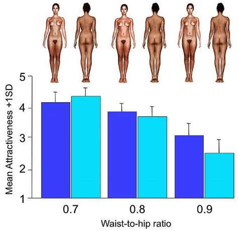 why do males tend to consider women with a lower waist hip ratio more