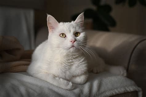 cat pet feline  photo  pixabay pixabay