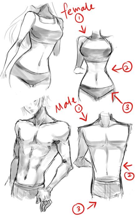typical female and male body tips by neire x on deviantart