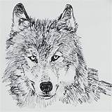 Wolf Drawing Drawings Pencil Sketches Freecreatives sketch template