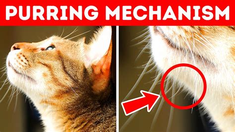 40 awesome cat facts to understand them better youtube