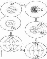 Mitosis Worksheet Cell Coloring Cycle Drawing Diagram Color Phases Biologycorner Label Getdrawings sketch template