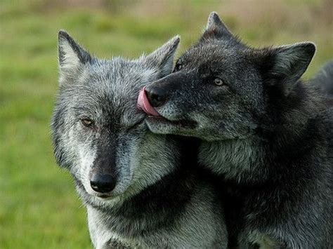 Fuck Yeah Wolves Wolf Husky Wolf Beautiful Wolves