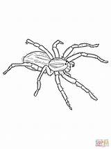 Spider Spinnen Spinne Wolfspin Ausmalbilder Ausmalbild Redback Spiders Designlooter Malvorlagen sketch template