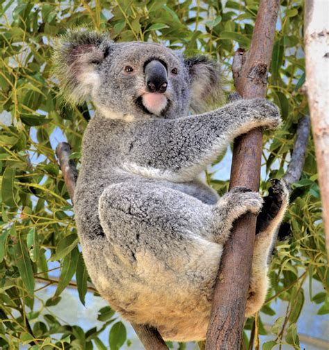 Adopt Niley Australian Koala Foundation