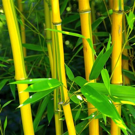 buy showy yellow groove bamboo phyllostachys aureosulcata