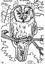 Colouring Owl Tawny Fun Stuff Colour A4 Coloring Pages Printable Competition Large Size Printables Note Please Take May sketch template