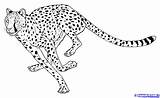Cheetah Draw Cheetahs Drawing Cartoon Step Drawings Kids Cat Coloring Running Pages Head Easy Animal Tattoo Cats Cute Body Steps sketch template
