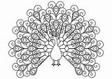 Peacock Coloringbay sketch template