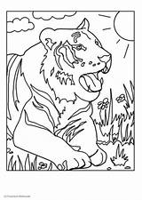 Tigre Tiger Tijger Colorare Kleurplaat Malvorlage Kleurplaten Tekeningen Grote Schoolplaten Disegni Educima sketch template