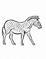 Zebra Coloring Pages Printable Print Kids Cute Clipart Sheets Library Popular Books Coloringhome sketch template
