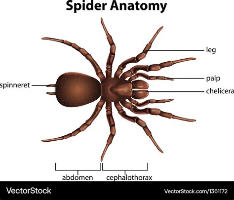 spider anatomy royalty  vector image vectorstock