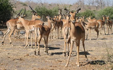 Chobe National Park Drive Botswana