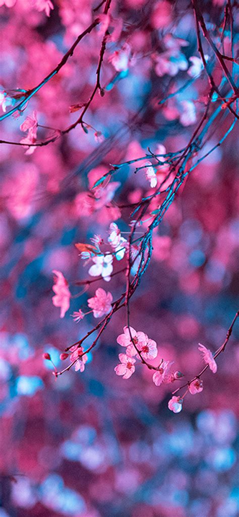 black dark cherry blossom iphone wallpaper bmp woot