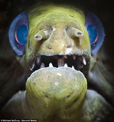 underwater photograph   moray eel   world beauty spot daily