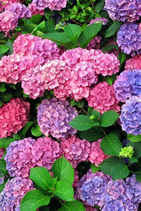 hydrangea care  growing tips sunny home creations