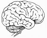 Gehirn Body Cerebro Organs Organ Excel Dibujar sketch template