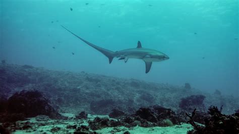 Photo Captures Rare Shark Birth On Camera Fox News