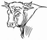 Toros Byk Toro Kleurplaat Byki Colorear Stier Kolorowanka Byka Krowy Vacas Rogi Bulls Disegno Disegnare sketch template
