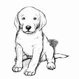 Retriever Golden Pages Ausmalbilder Hunde sketch template