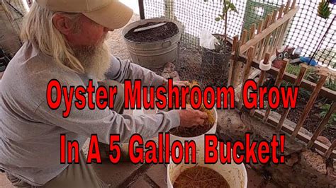 oyster mushrooms   gallon bucket grow youtube