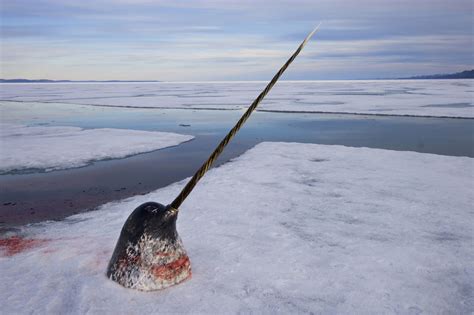 pictures  narwhals part