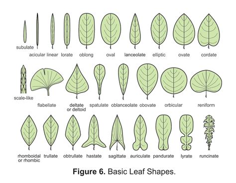 illustrated glossary  leaves inaturalist nz