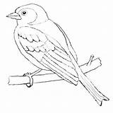 Buchfink Ausmalbild Heimische Vögel Malvorlagen Verschiedene Voegel sketch template