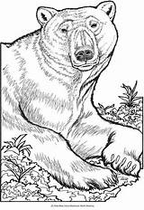 Coloring Pages Bear Animal Dover Polar Book Wild Dingo Bears Publications Colouring Drawing Adults Doverpublications Haven Creative Animals Adult Portraits sketch template