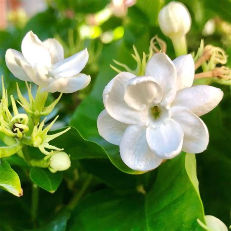 white potted jasmine plant  sale philippine jasmine easy  grow