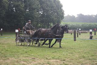 horse  carriage driving competition  flickr