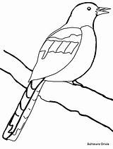 Coloring Pages Oriole Baltimore Bird Template Animals Birds Templates Colouring Australian Orioles Ravens Beak Printable Clipart Comment Animal Clipartbest Trending sketch template